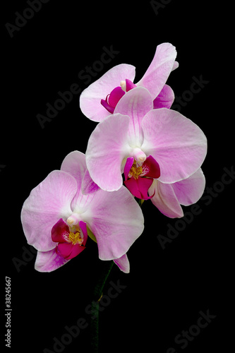 orchids blooming branch on a black background