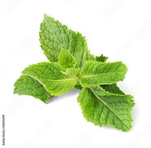 Isolated mint. Branch of fresh mint isolated on white background