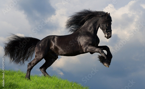 Friesian stallion gallop in field