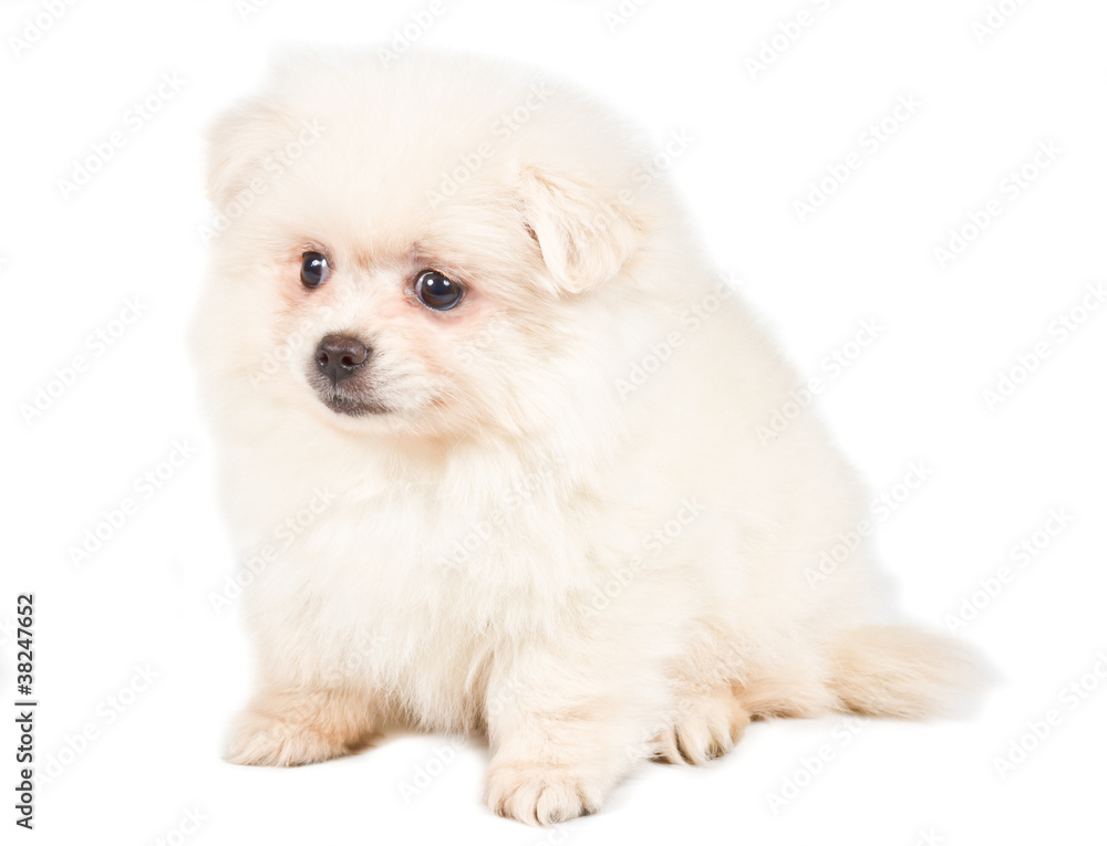 Pomeranian Spitz puppy on a white background Pomeranian Spitz puppy on a white background