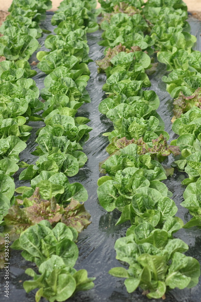 Young lettuce in rows on black film Young lettuce in rows on black film