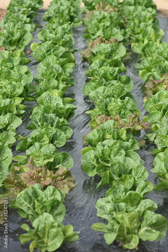 Young lettuce in rows on black film