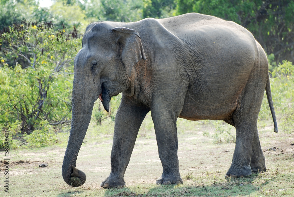 Fototapeta premium Stary słoń