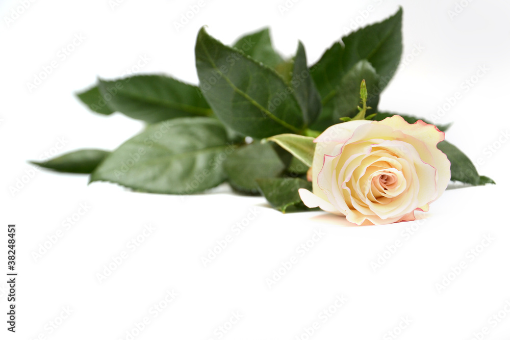 Naklejka premium rose