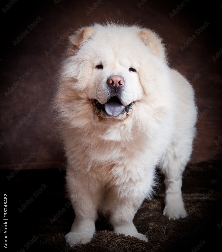 Chow Chow blanc mâle de deux ans