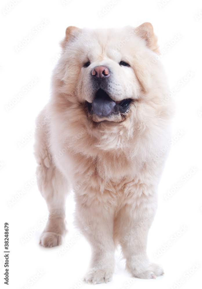 Chow chow blanc adulte sur fond blanc