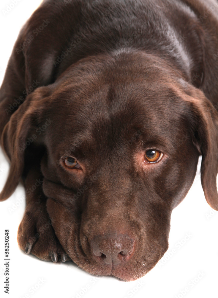 Fototapeta premium labrador