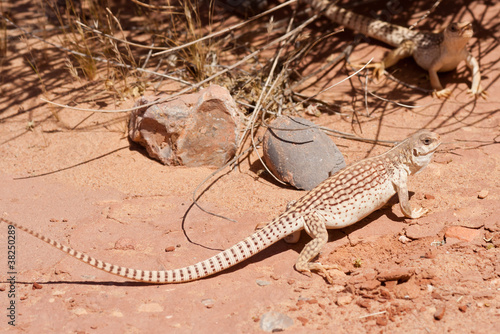Desert Iguana