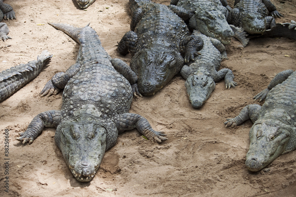Mugger or Marsh Crocodile (Crocodylus palustris) Mugger or Marsh Crocodile (Crocodylus palustris)