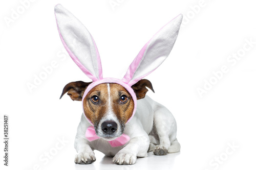 dog as bunny © Javier brosch