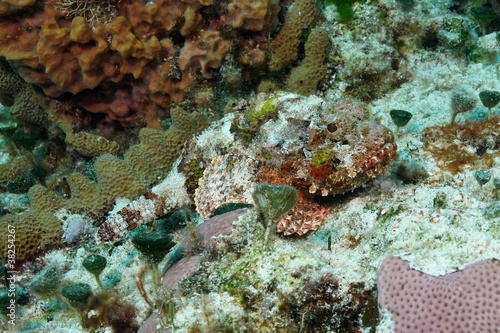 Spotted Scorpionfish  Scorpaena plumieri  Hiding - Cozumel