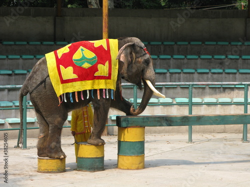 Shanghai Zoo - Elephant Performance