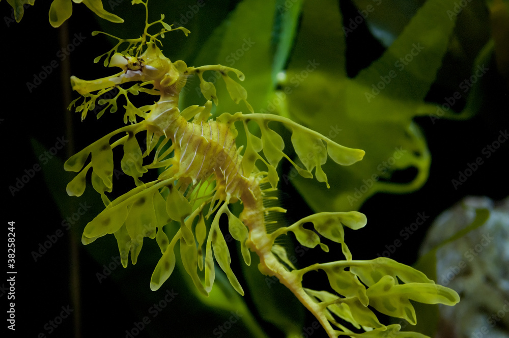 Fototapeta premium Leafy Dragon Seahorse