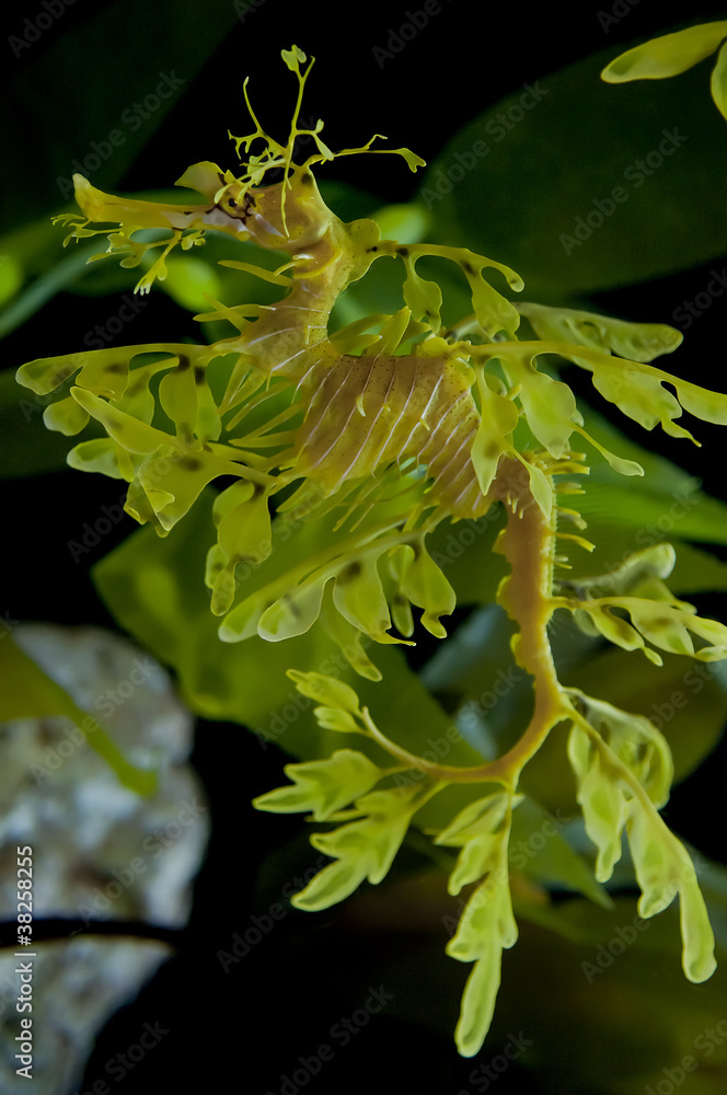 Fototapeta premium Leafy Dragon Seahorse