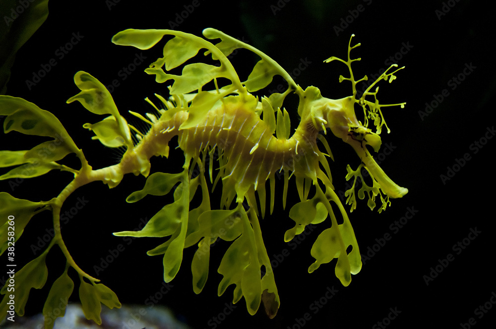 Naklejka premium Leafy Dragon Seahorse