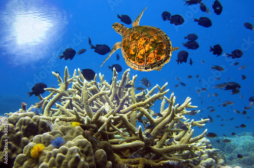 Underwater landscape with turtle