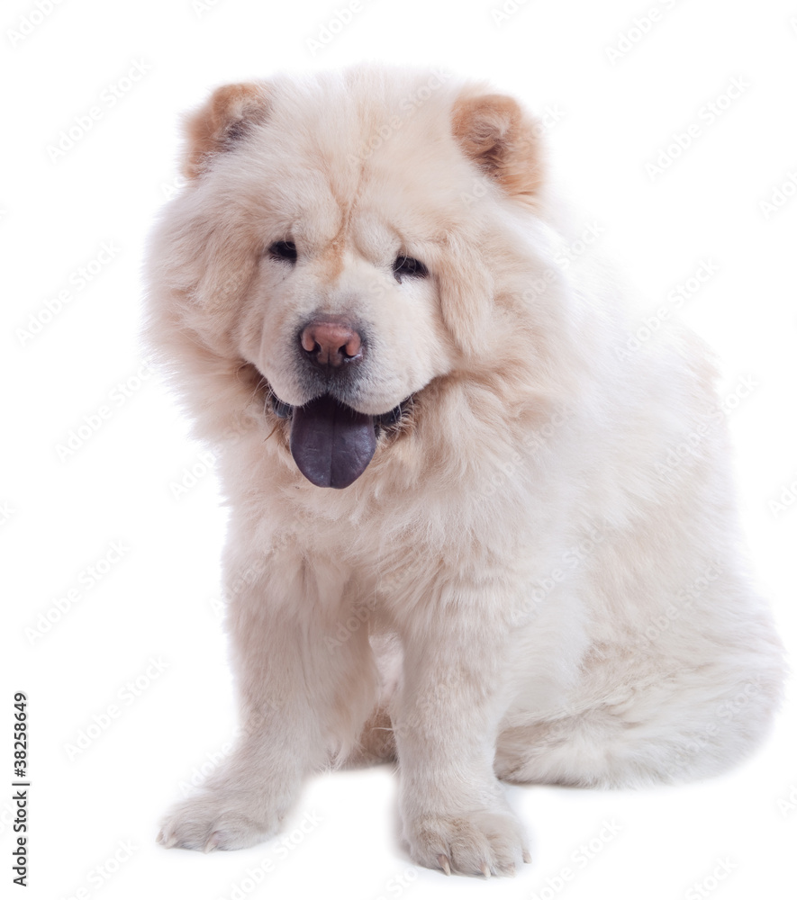 Chow chow blanc mâle adulte Chow chow blanc mâle adulte