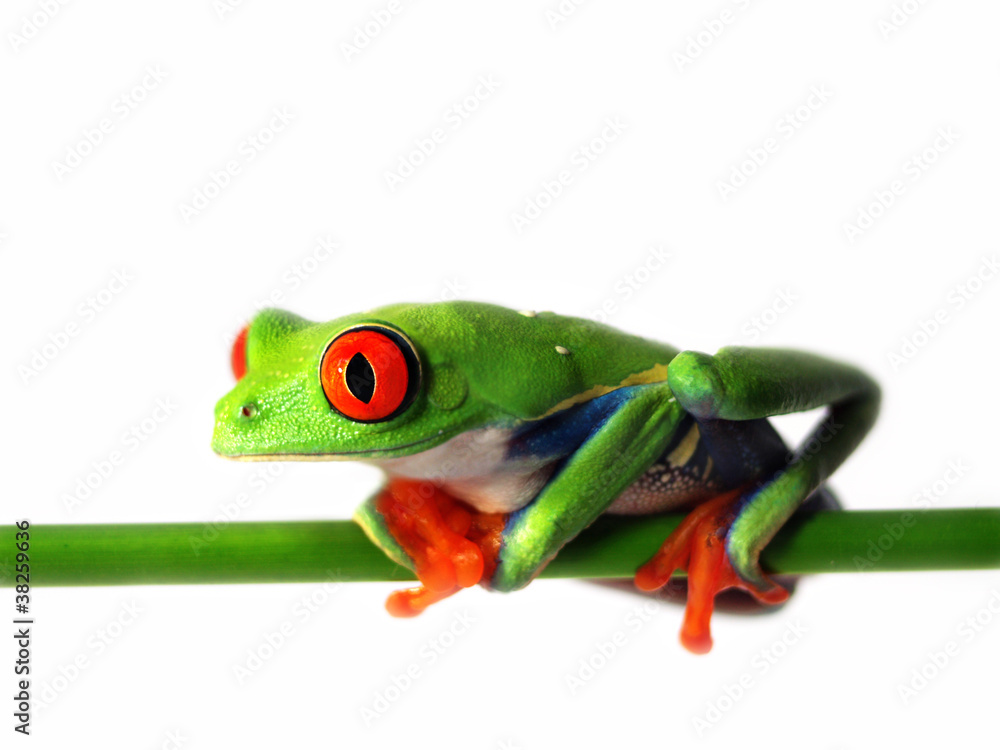 Fototapeta premium Rotaugenlaubfrosch 126 Agalychnis callidryas