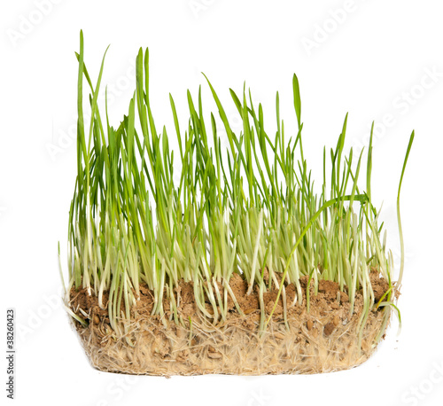 macro closeup of wheat grass growing from the roots in the groun
