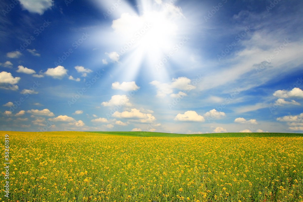 Obraz premium Rape field