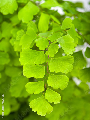 Branches of maidenhair