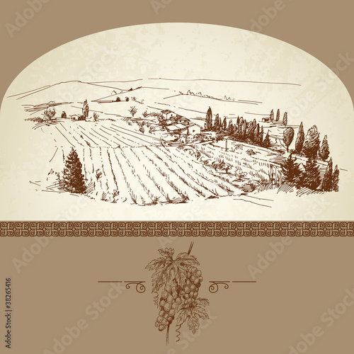 hand drawn vineyard