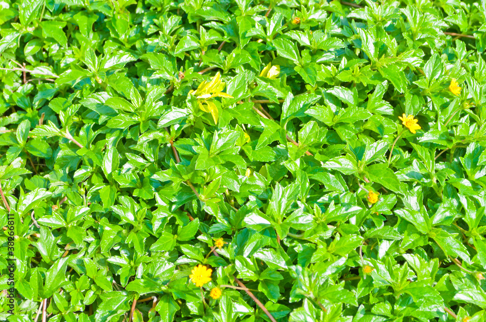 Obraz premium Bush close-up