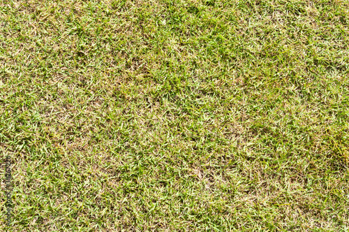 Billede på lærred Grass02