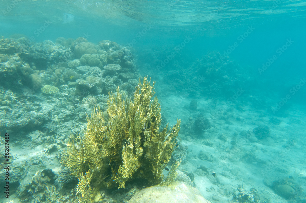 Fototapeta premium Diving