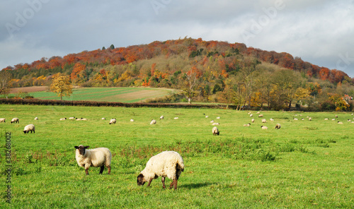 An English Rural Landscape in Autumn