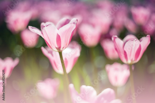 Close up photo of pink tulips in soft focus