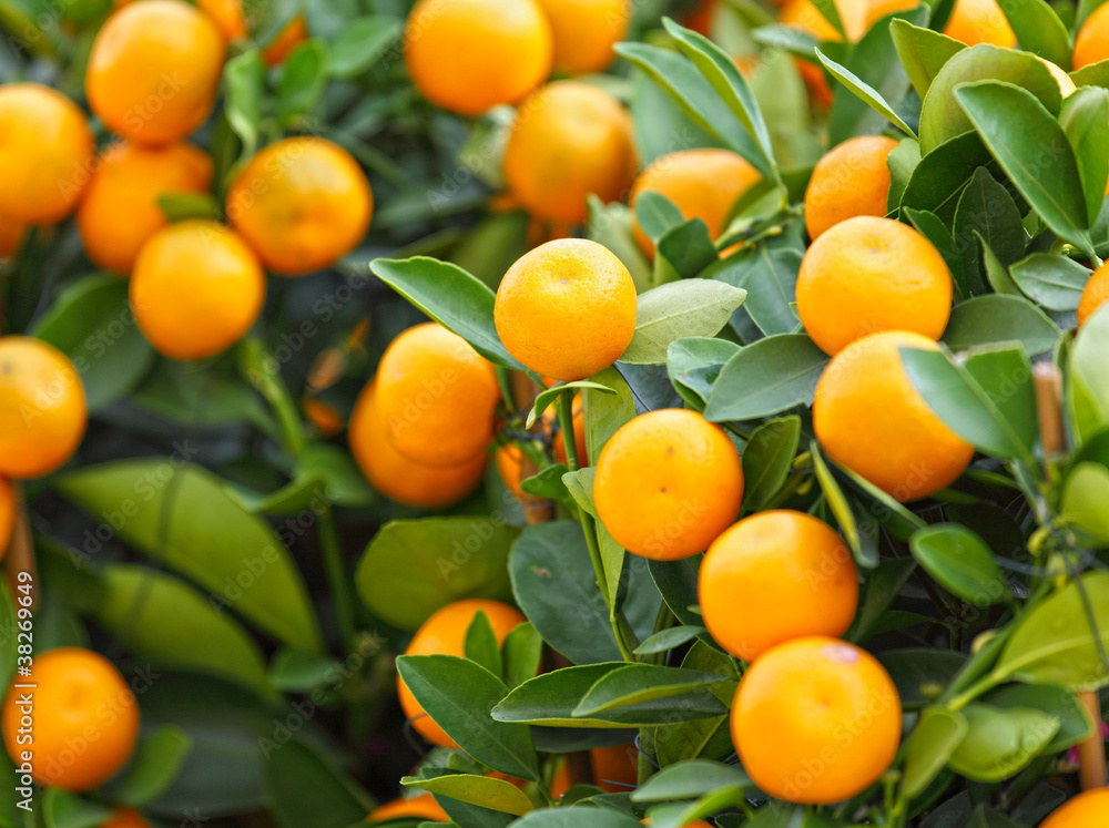 kumquat for chinese new year