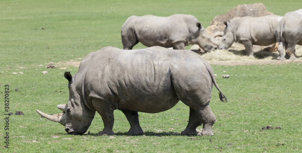 Fototapeta premium White rhinoceroses in field
