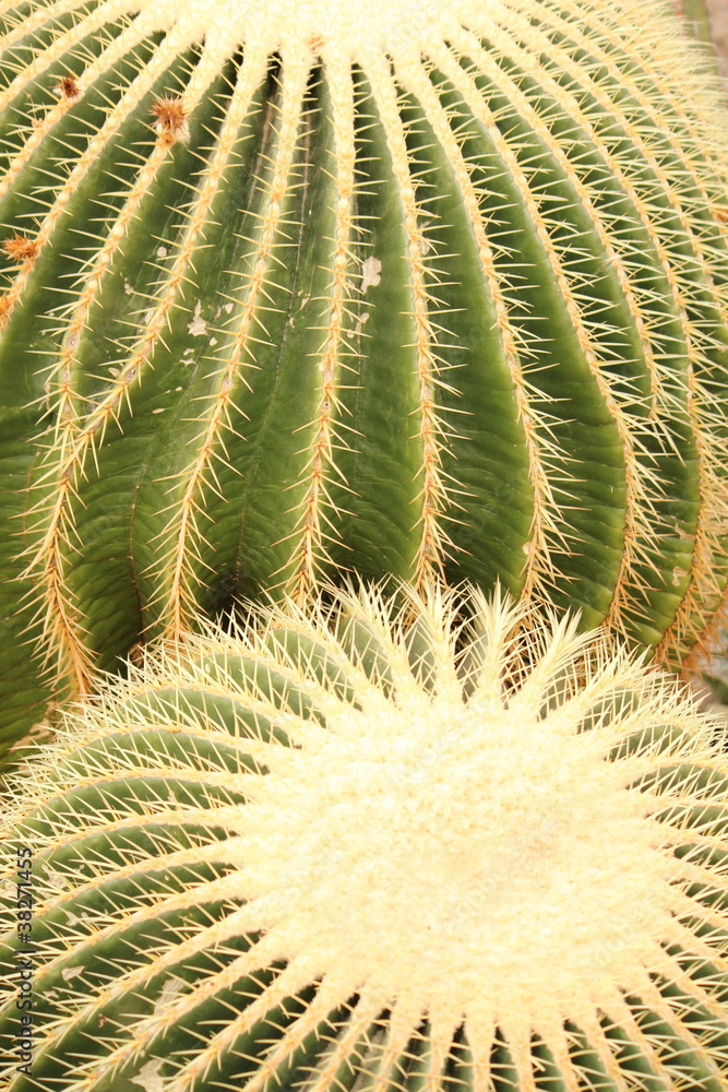 Cacti 3 Cacti 3