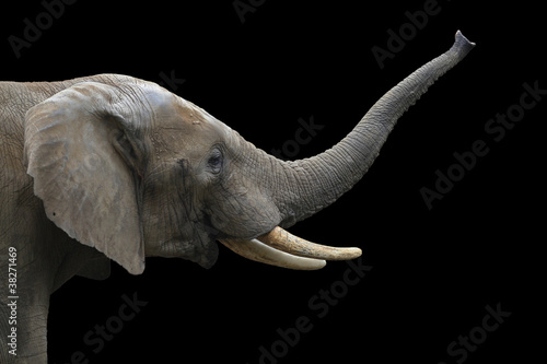 Elefant photo