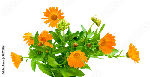 Fototapeta Naklejka Na Ścianę i Meble -  marigold flower on a white background
