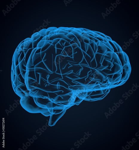 brain