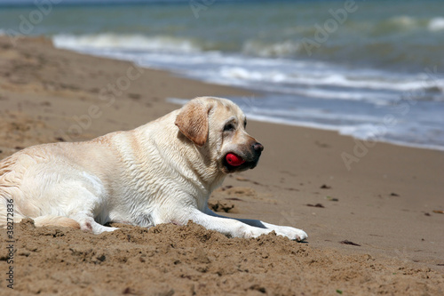 A yellow labrador in the beach with a toy