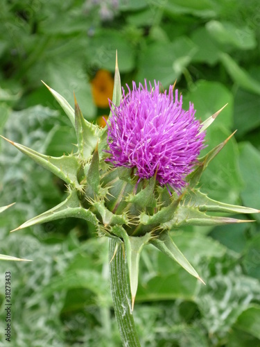 Mariendistel (Silybum marianum) Blüte