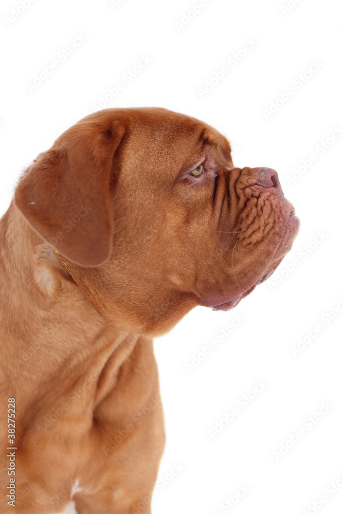portrait of bordeaux dog in profile isolated portrait of bordeaux dog in profile isolated