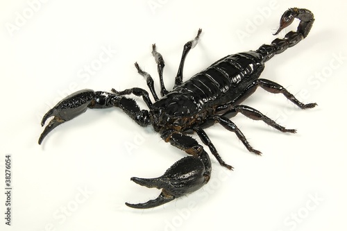 Scorpion, heller Hintergrund