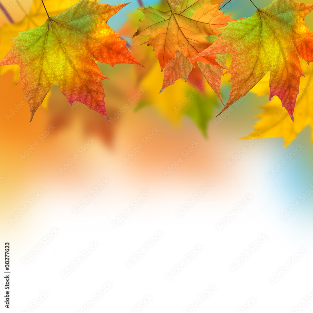 Autumn leaves Autumn leaves