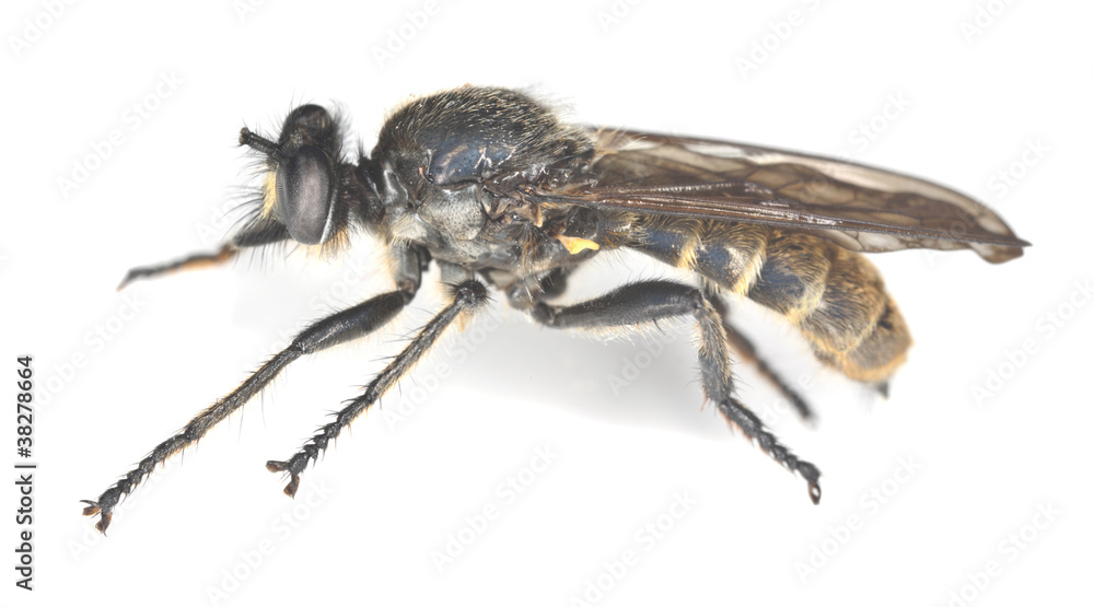 Robberfly isolated on white background Robberfly isolated on white background