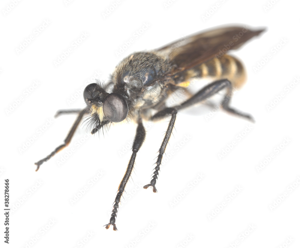 Robberfly isolated on white background Robberfly isolated on white background