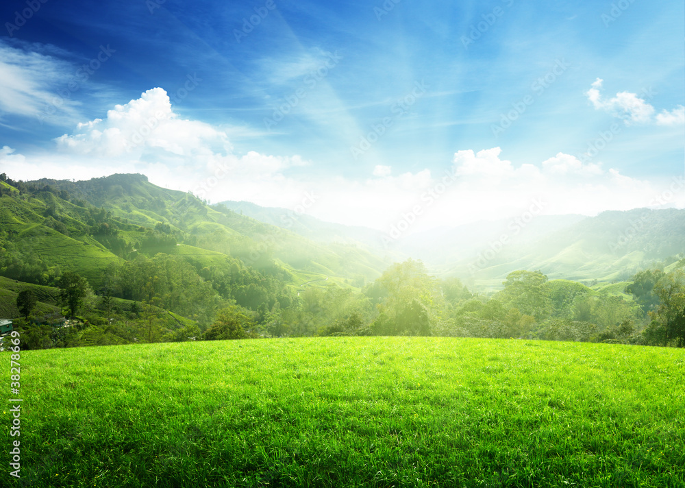 Fototapeta premium field of spring grass and mountain