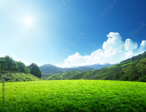 field of spring grass and mountain © Iakov Kalinin