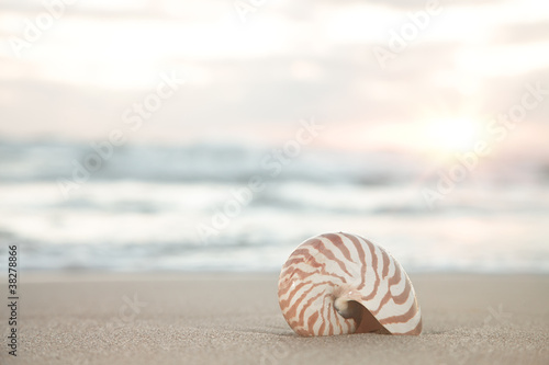 nautilus shell on beach, sunrise and tropical sea