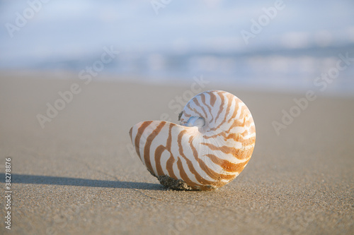 nautilus shell on beach  and blue sea