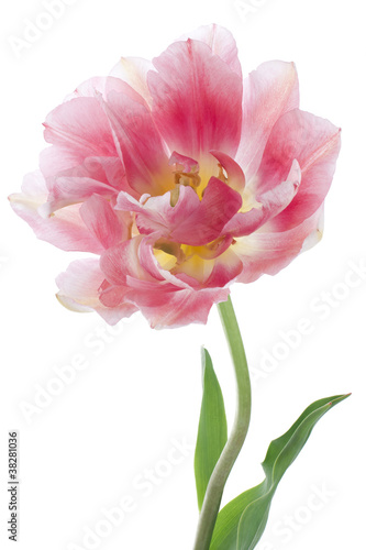 tulip