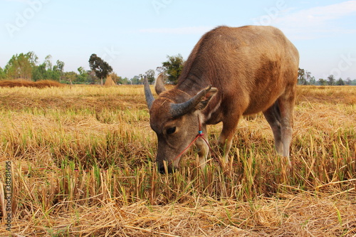Fototapeta Naklejka Na Ścianę i Meble -  thai little buffalo